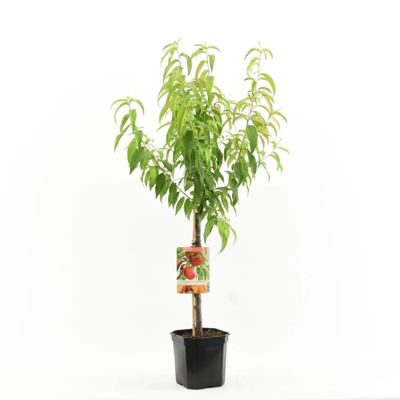 Prunus persica nucipersica Madame Blanchet Laagstam (Nectarine)-1