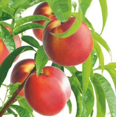 Prunus persica nucipersica Madame Blanchet Laagstam (Nectarine)-2