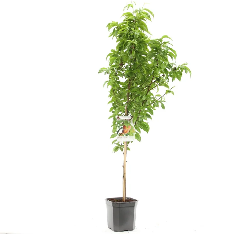 Prunus persica Saturn Laagstam (Platte Perzik)-1