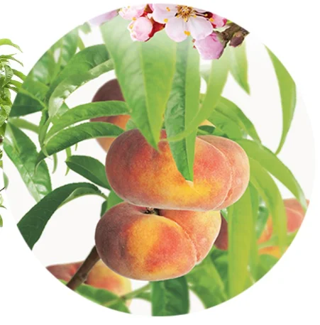 Prunus persica Saturn Laagstam (Platte Perzik)-2
