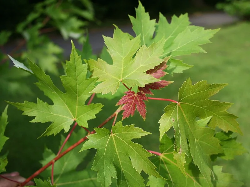 Acer Saccharinum (Zilveresdoorn) GROTE BOOM