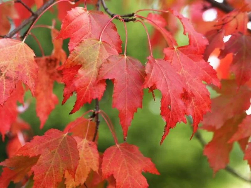 Acer Tataricum Ginnala Meerstammig (Chinese Esdoorn) GROTE BOOM