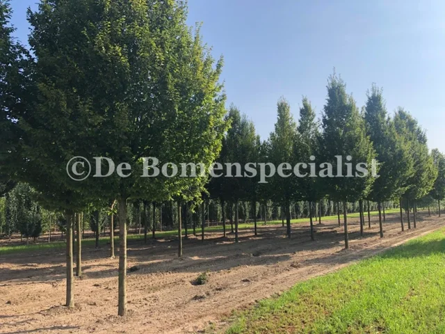 Aesculus Carnea Briotii (Rode Paardenkastanje) GROTE BOOM