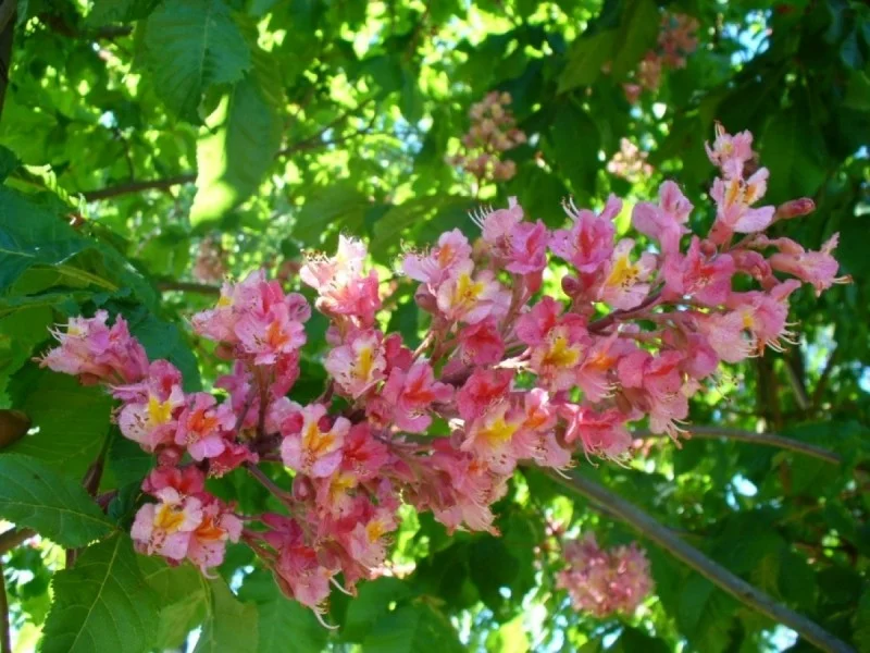 Aesculus Carnea Briotii (Rode Paardenkastanje) GROTE BOOM-2