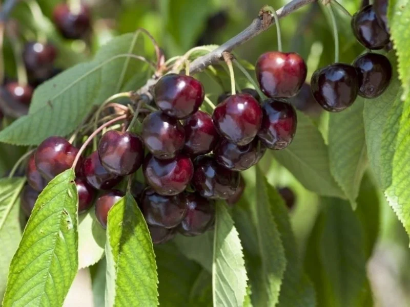 Leikers Van (Zelfbestuivende Kersenboom Leivorm)