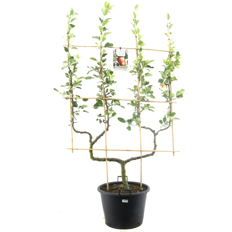 Malus domestica James Grieve Dubbele U vorm (Handappel)-1