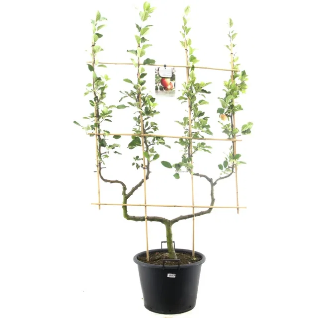 Malus domestica James Grieve Dubbele U vorm (Handappel)