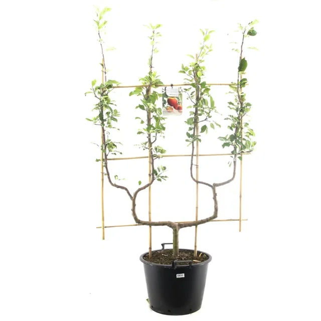 Malus domestica Elstar Dubbele U vorm (Rode Herfstappel)