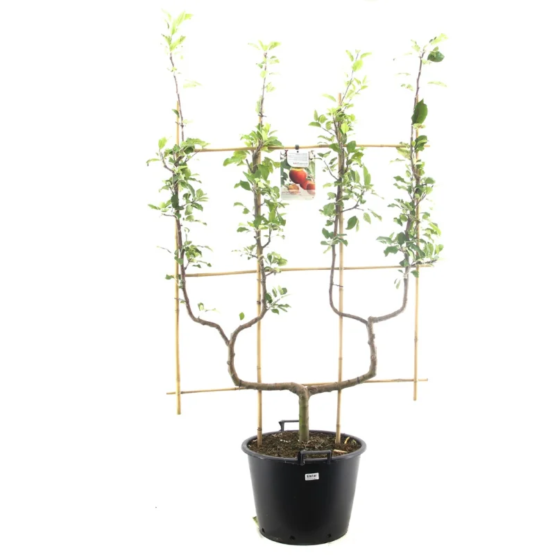Malus domestica Elstar Dubbele U vorm (Rode Herfstappel)