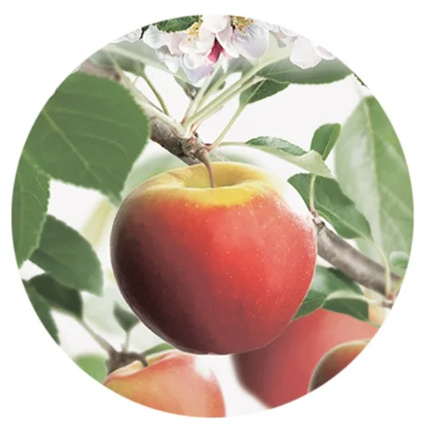 Malus domestica Elstar Dubbele U vorm (Rode Herfstappel)-2