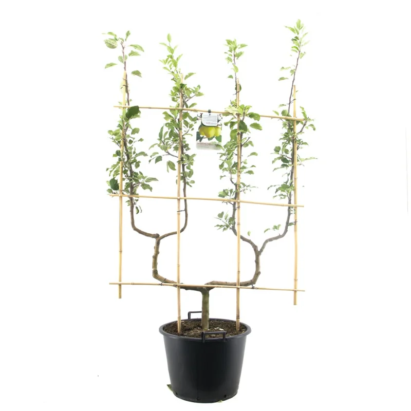 Malus domestica Golden Delicious Dubbele U vorm (Gele Handappel)-1