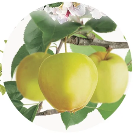 Malus domestica Golden Delicious Dubbele U vorm (Gele Handappel)-2