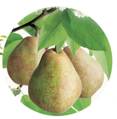 Pyrus c. Doyenné du Comice Dubbele U vorm (Handpeer) Pyrus c. Doyenné du Comice Dubbele U vorm (Handpeer)