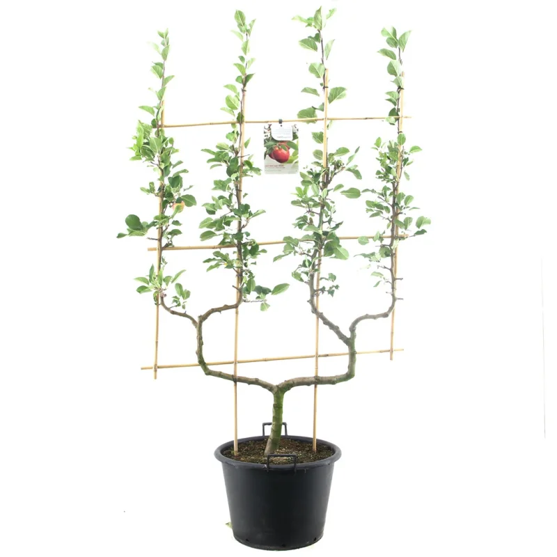 Malus domestica Cox's Orange Pippin Dubbele U vorm (Handappel)