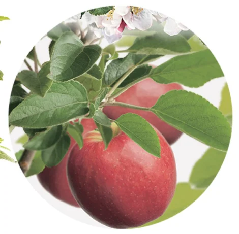 Malus domestica Cox's Orange Pippin Dubbele U vorm (Handappel)