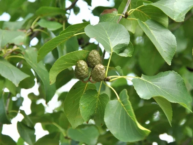 Alnus Cordata (Hartbladige Els) GROTE BOOM
