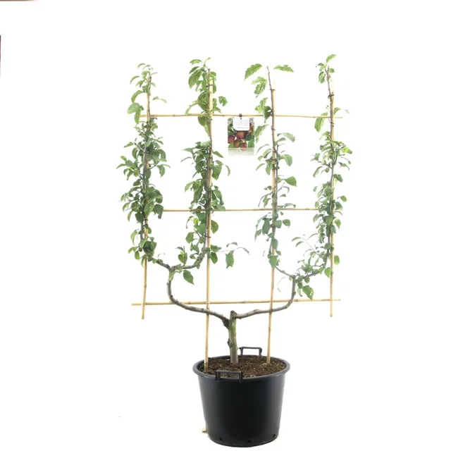 Prunus d. Opal Dubbele U vorm (Blauwe pruim) Prunus d. Opal Dubbele U vorm (Blauwe pruim)