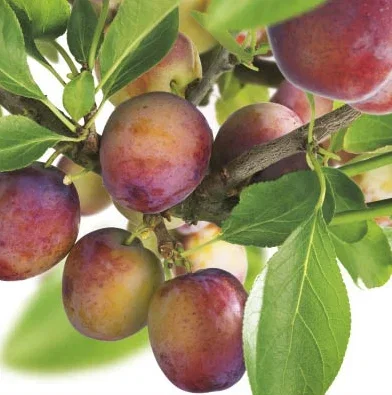 Prunus d. Opal Dubbele U vorm (Blauwe pruim) Prunus d. Opal Dubbele U vorm (Blauwe pruim)
