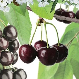 Prunus a. Van Dubbele U vorm (Rode Zoete Kers) Prunus a. Van Dubbele U vorm (Rode Zoete Kers)