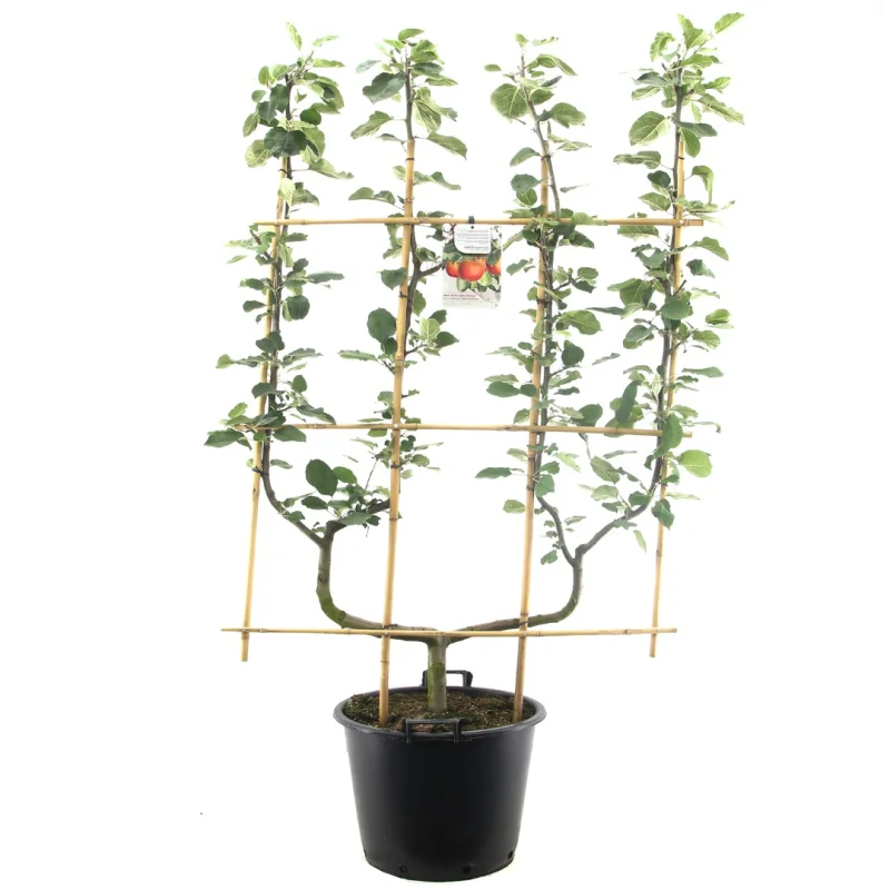 Malus domestica Rode Boskoop Dubbele U vorm (Zure Moesappel)-1