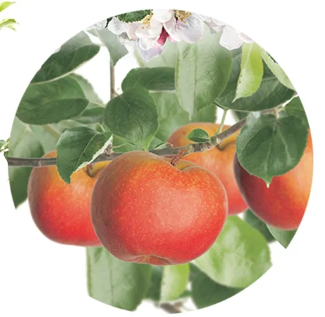 Malus domestica Rode Boskoop Dubbele U vorm (Zure Moesappel)