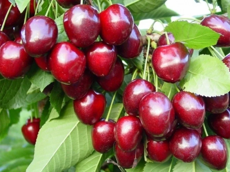 Prunus Avium Kordia (Zelfbestuivende Kersenboom Leivorm)-1