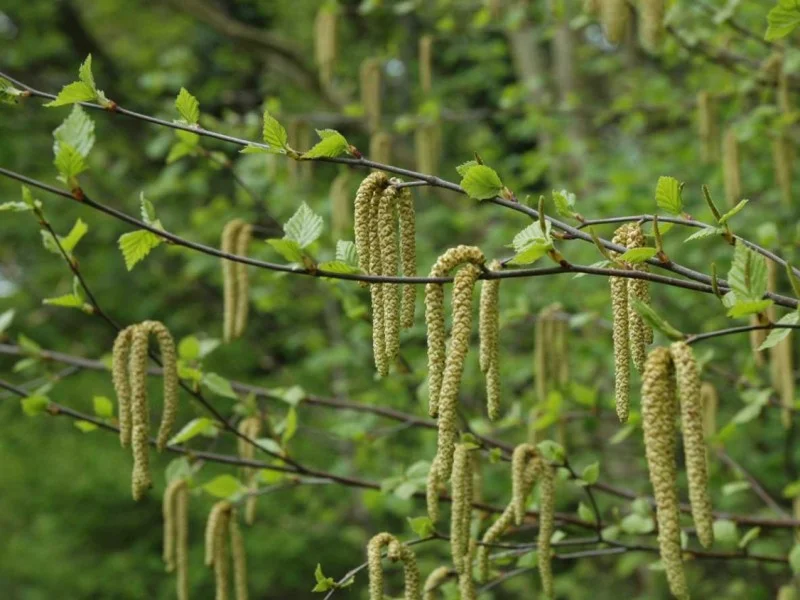 Betula Pendula (Ruwe Berk) GROTE BOOM-6