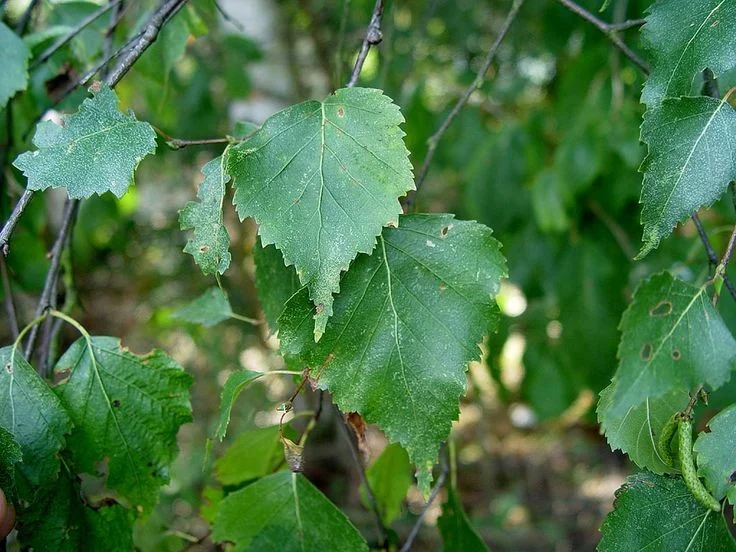 Betula Pendula (Ruwe Berk) GROTE BOOM-7