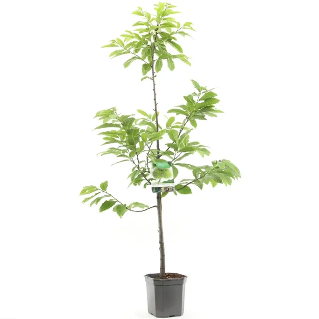 Castanea Sativa Laagstam (Tamme Kastanje)