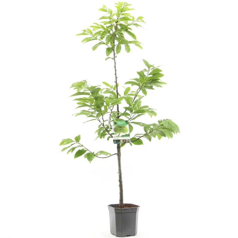 Castanea Sativa Laagstam (Tamme Kastanje)