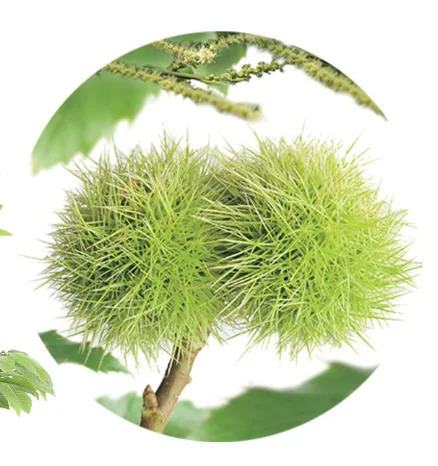 Castanea Sativa Laagstam (Tamme Kastanje)-3