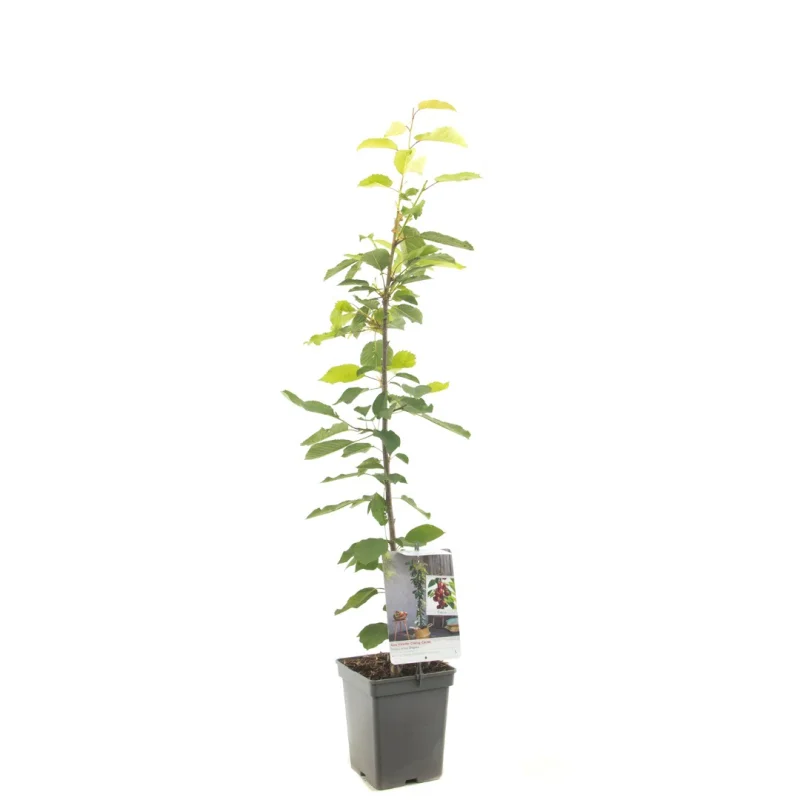 Prunus avium Regina Zuilvorm (Zoete Kers)-1