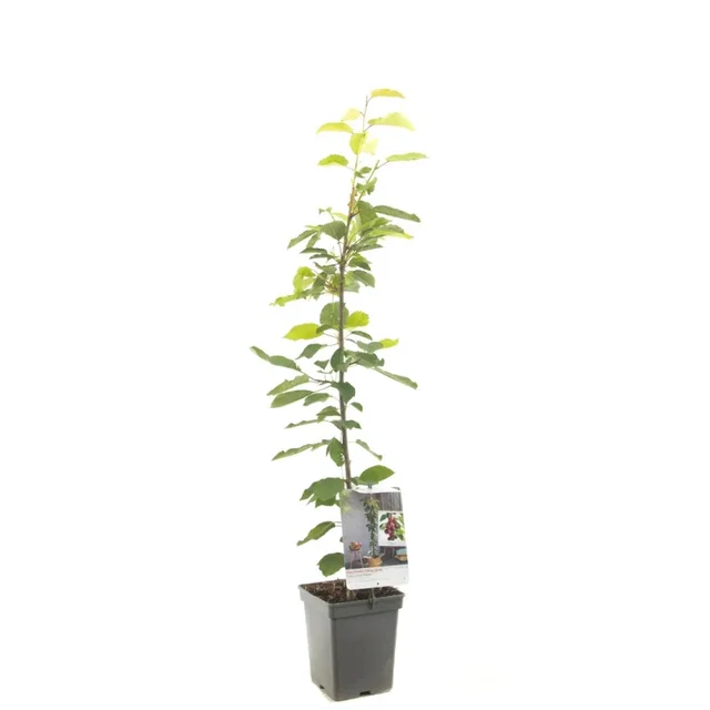 Prunus avium Regina Zuilvorm (Zoete Kers)