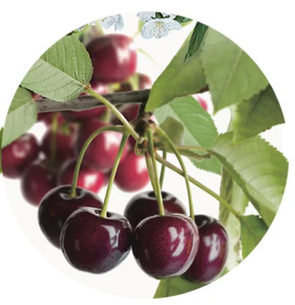 Prunus avium Regina Zuilvorm (Zoete Kers)-2