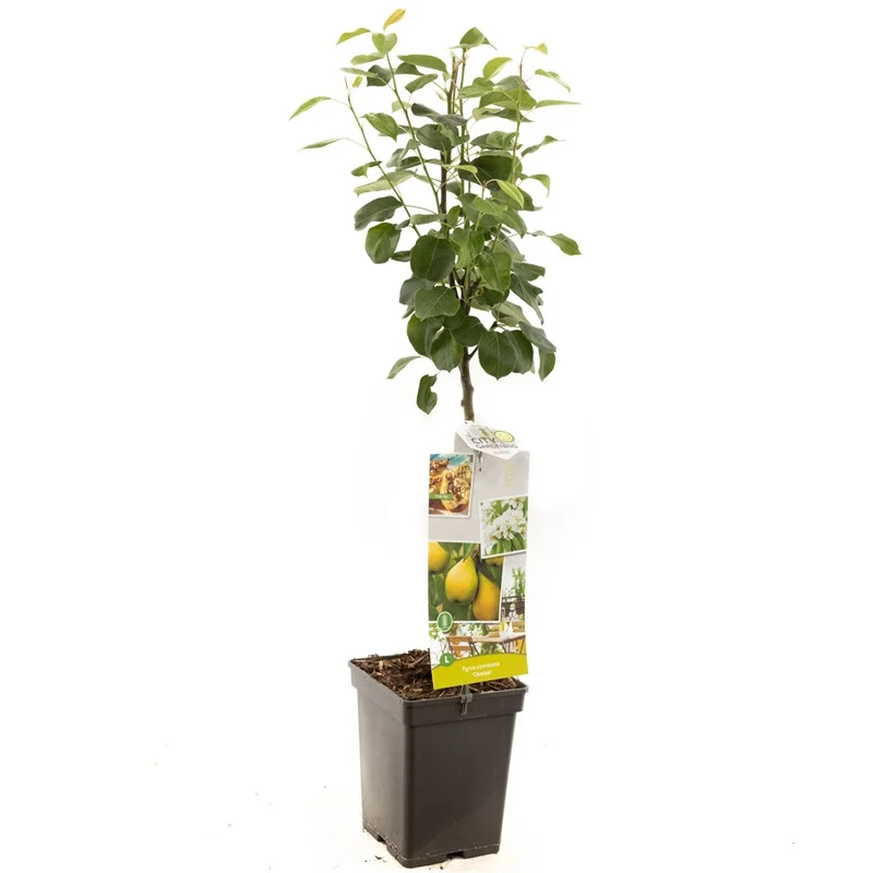 Pyrus c. Obelisk Zuilvorm (Handpeer)