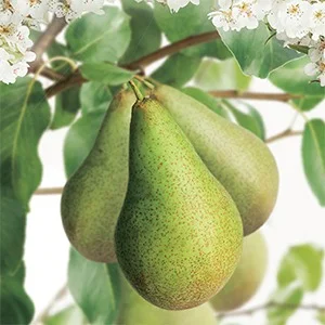 Pyrus c. Obelisk Zuilvorm (Handpeer)