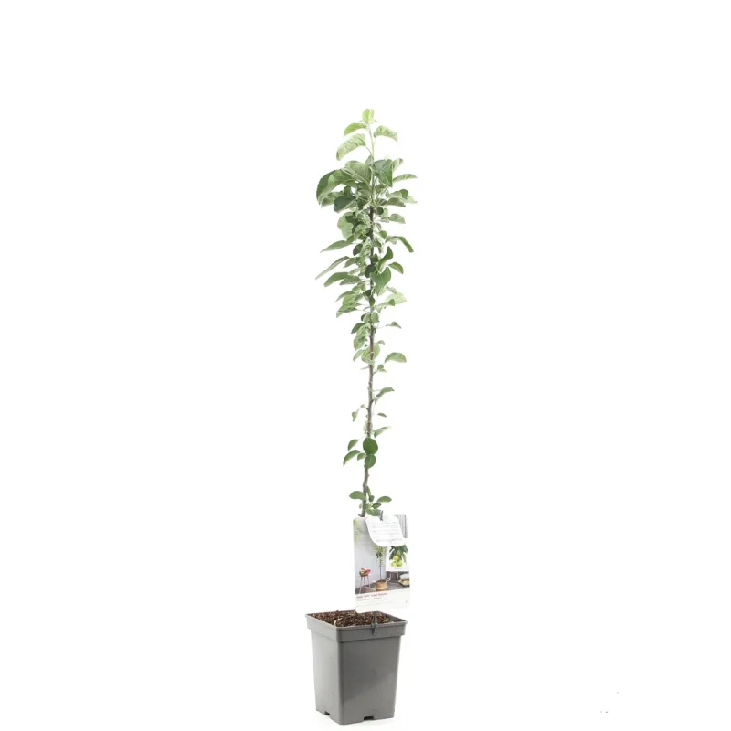 Malus domestica Bolero Zuilvorm (Friszure Groene Appel)-1