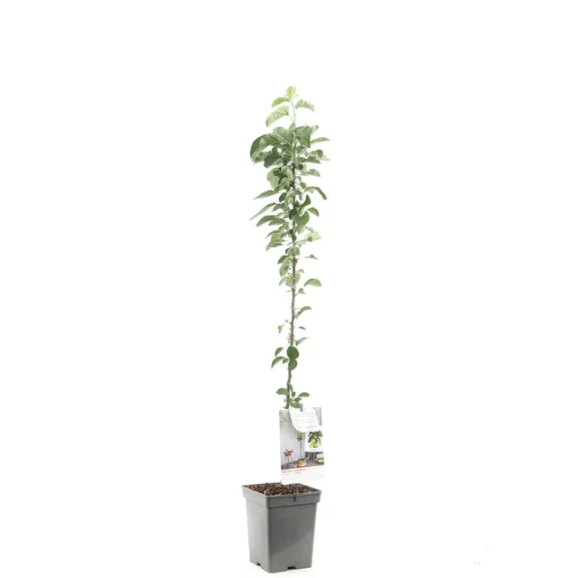 Malus domestica Bolero Zuilvorm (Friszure Groene Appel)