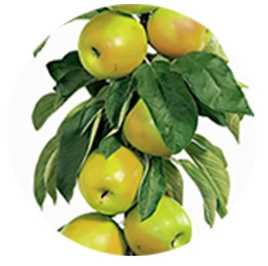 Malus domestica Bolero Zuilvorm (Friszure Groene Appel)