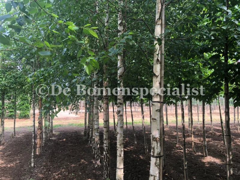 Betula Pendula Laciniata (Zweedse Berk) GROTE BOOM-2