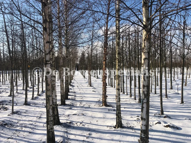 Betula Pendula Laciniata (Zweedse Berk) GROTE BOOM-3