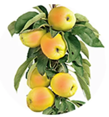 Malus domestica Polka Zuilvorm (Zoete Appel)