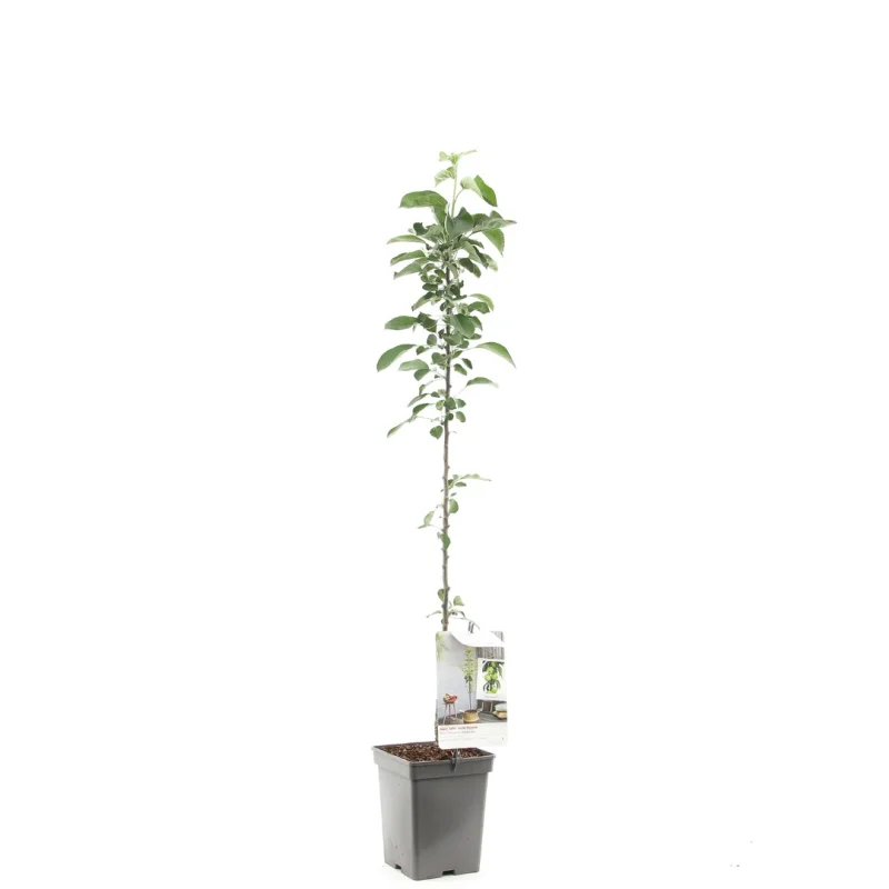 Malus domestica Greencats Zuilvorm (Groene Lichtzure Appel)-1