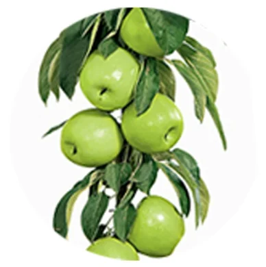 Malus domestica Greencats Zuilvorm (Groene Lichtzure Appel)-2