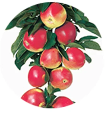 Malus domestica Kordona Zuilvorm (Fris Zure Appel)-2