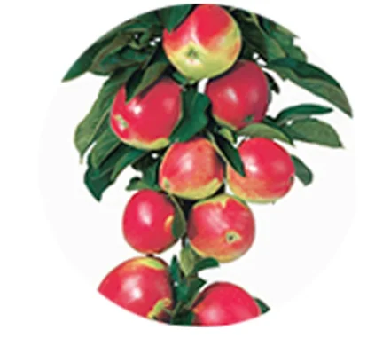 Malus domestica Redcats Zuilvorm (Dieprode Zoetzure Appel)