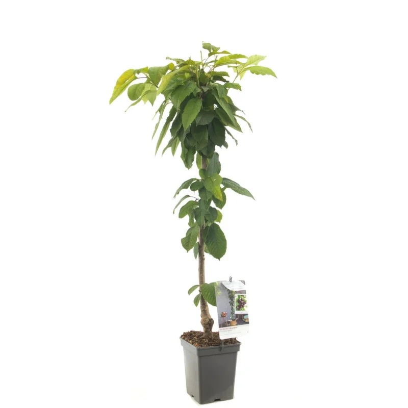 Prunus avium Sylvia Zuilvorm (Zoete Kers)-1