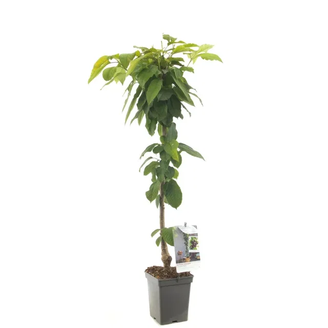 Prunus avium Sylvia Zuilvorm (Zoete Kers)
