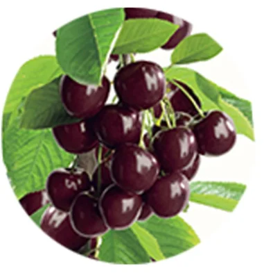 Prunus avium Sylvia Zuilvorm (Zoete Kers)-2