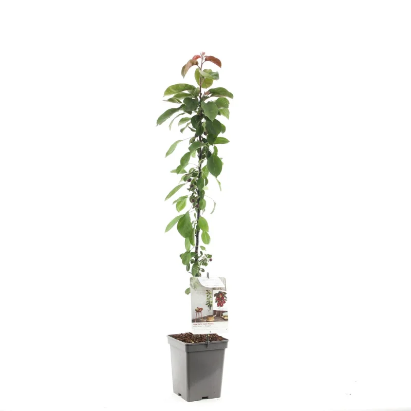 Malus  domestica Maypole Zuilvorm (Purperrode appel)